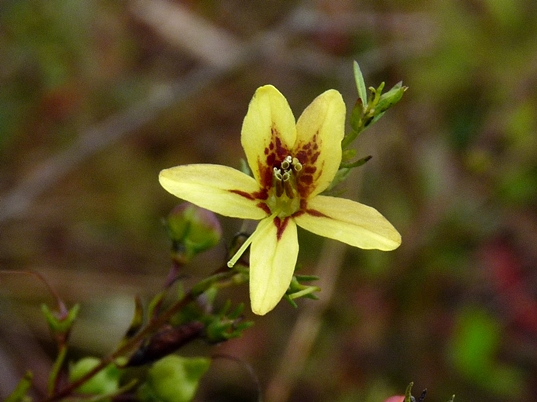 {Seymeria cassioides}